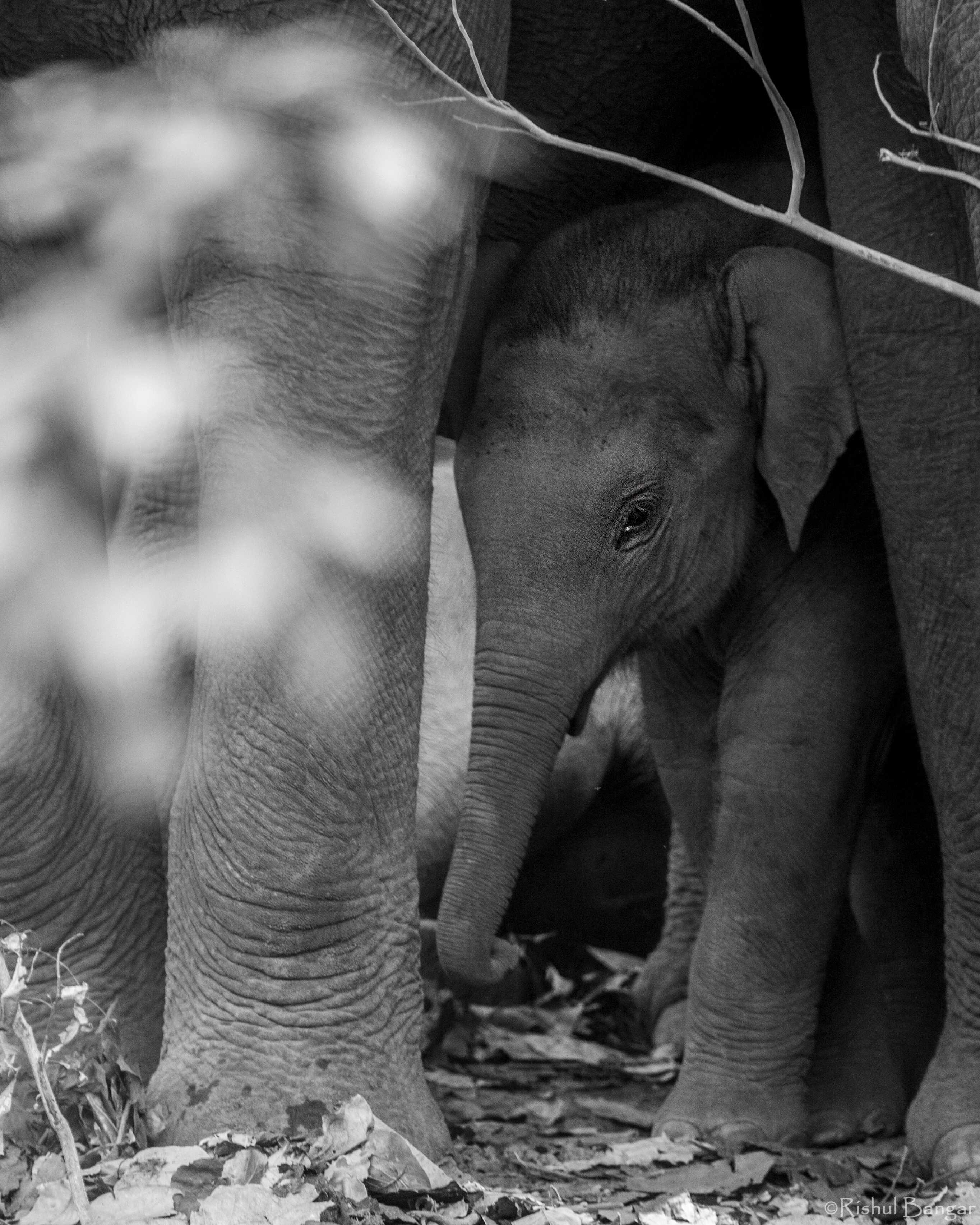 Ranthambhore National Park, Rajasthan